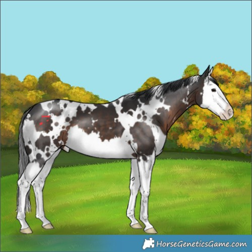 Horse Color:White Spotted Brown Splash