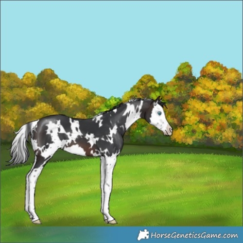 Horse Color:White Spotted Brown Splash 