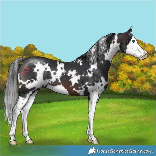 Horse Color:White Spotted Brown Splash 