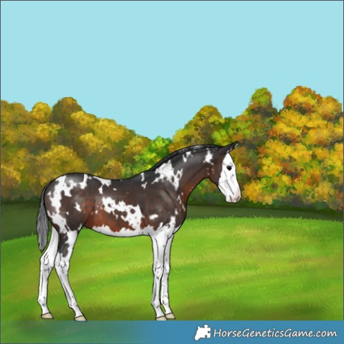 Horse Color:White Spotted Brown Splash 