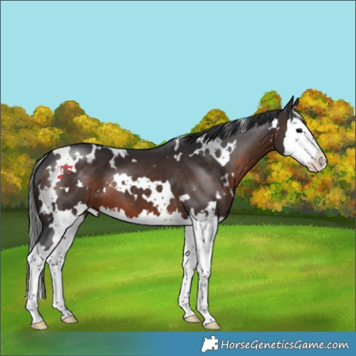 Horse Color:White Spotted Brown Splash 