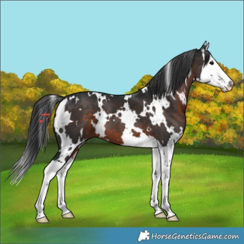 Horse Color:White Spotted Brown Splash 