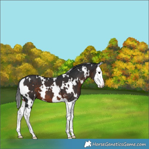 Horse Color:White Spotted Brown Splash 