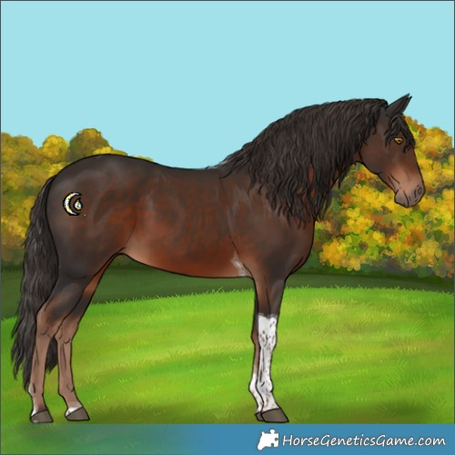 Horse Color:Liver Chestnut Tobiano 