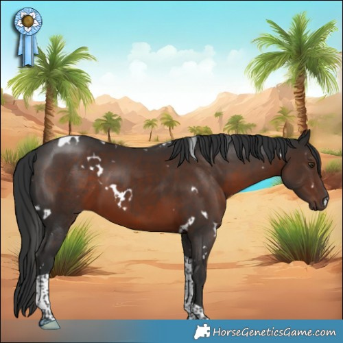 Horse Color:White Spotted Liver Chestnut Tobiano 