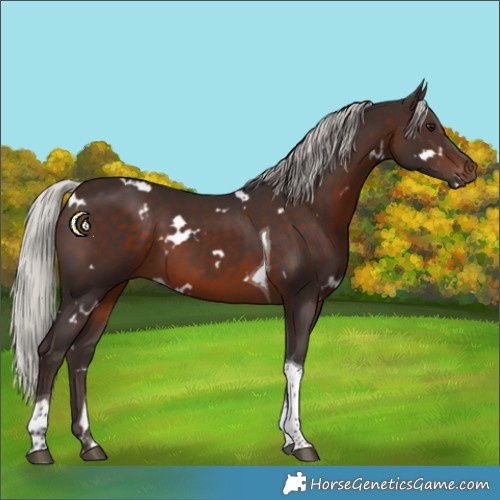 Horse Color:White Spotted Silver Brown Tobiano 
