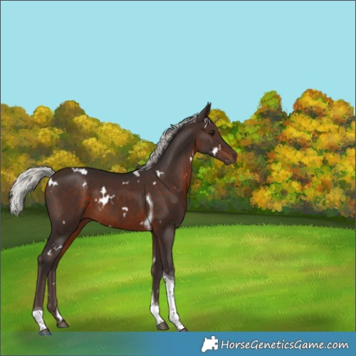 Horse Color:White Spotted Silver Brown Tobiano 