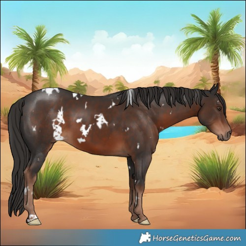 Horse Color:White Spotted Liver Chestnut 