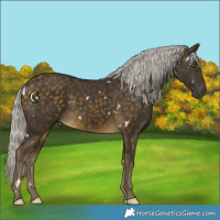 Horse Color:White Spotted Silver Buckskin 
