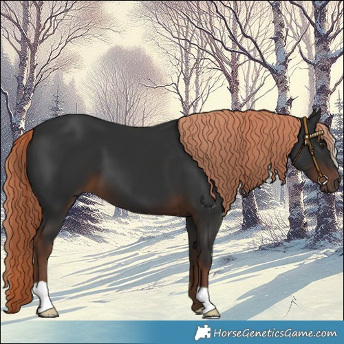 Horse Color:Liver Chestnut 