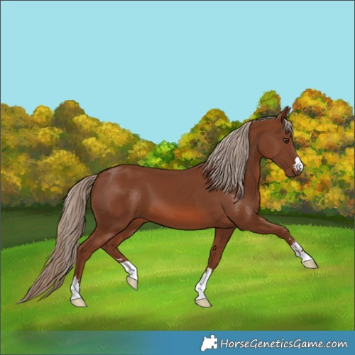 Horse Color:Chestnut 