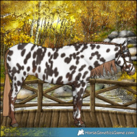 Horse Color:Liver Chestnut Appaloosa