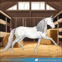 Horse Color:Palomino Roan Pearl  and Gold Cream Champagne Roan Pearl 
