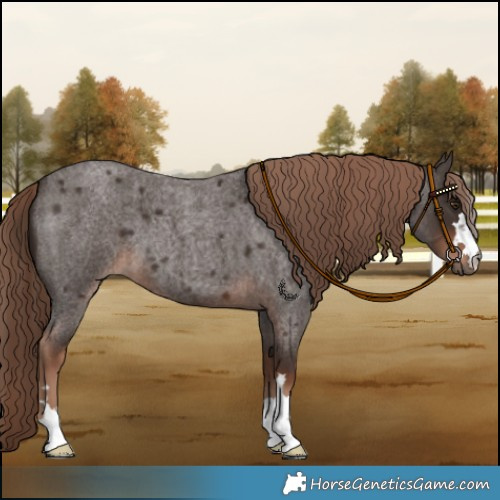 Horse Color:Liver Red Roan 