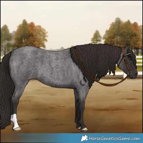 Horse Color:Liver Red Roan 