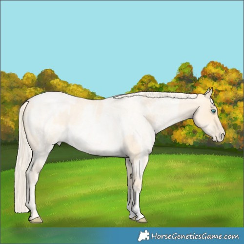 Horse Color:Palomino Roan Pearl and Palomino Roan Pearl
