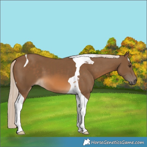 Horse Color:Chocolate Palomino Tobiano 