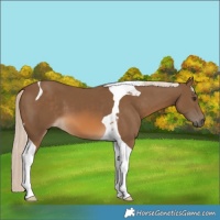 Horse Color:Chocolate Palomino Tobiano