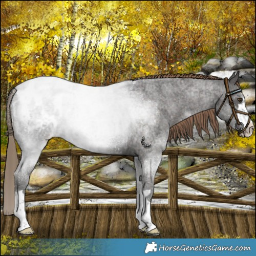 Horse Color:Liver Red Roan Blanket 