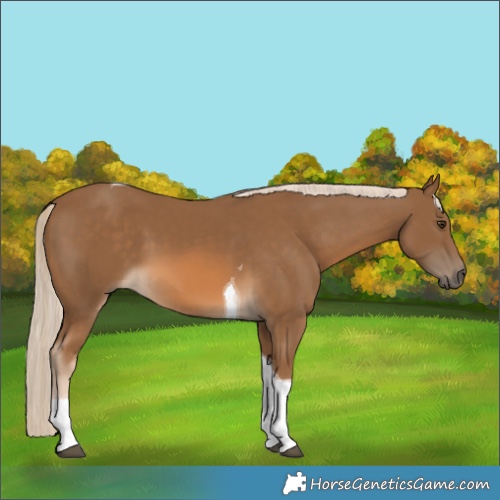 Horse Color:Chocolate Palomino Tobiano 