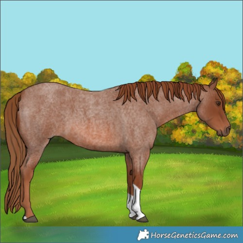 Horse Color:Red Roan Tobiano 