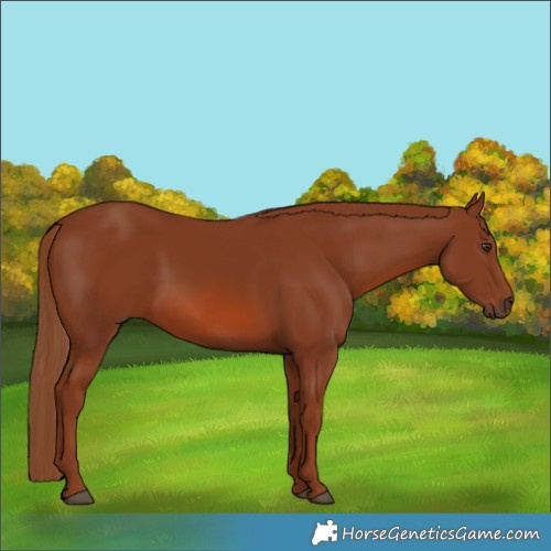 Horse Color:Chestnut 