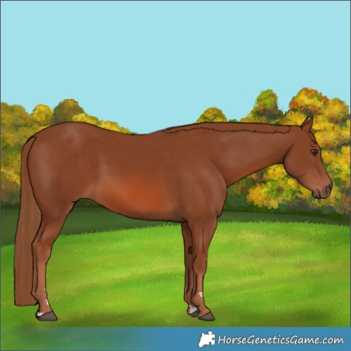 Horse Color:Chestnut 