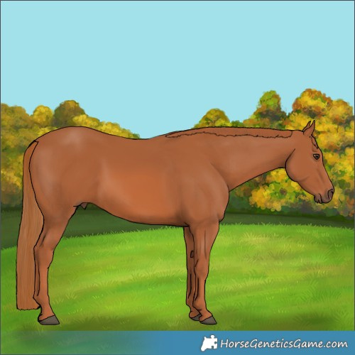 Horse Color:Chestnut 