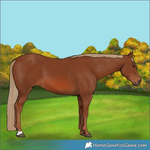 Horse Color:Chestnut 