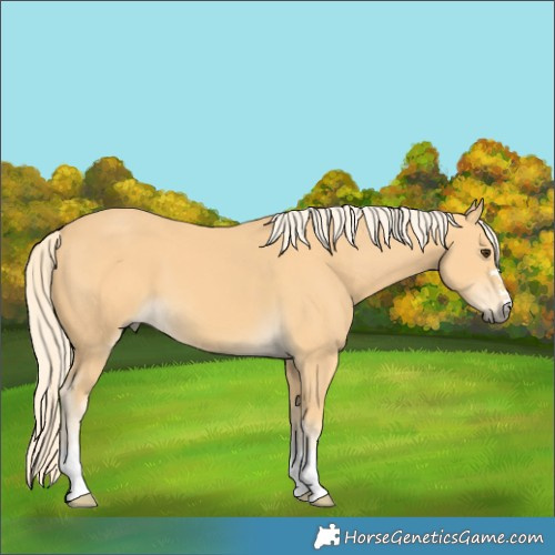 Horse Color:Palomino 