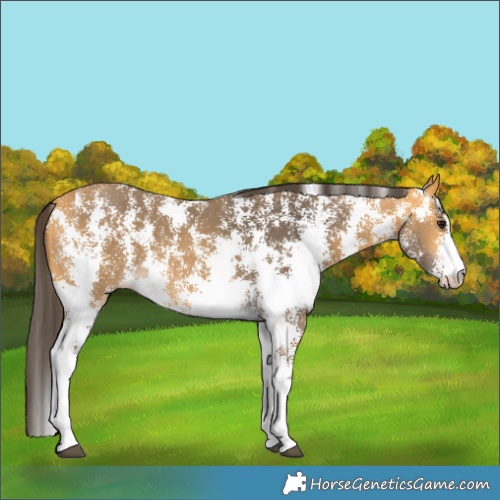 Horse Color:Buckskin Sabino 
