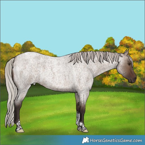 Horse Color:Silver Brown Roan Dun Tobiano Rabicano 