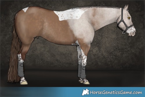 Horse Color:Liver Red Dun Sabino Tobiano Rabicano 