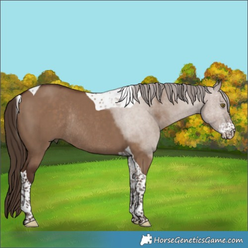 Horse Color:Liver Red Dun Sabino Tobiano Rabicano 
