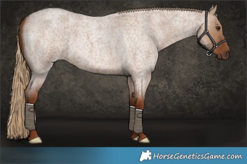Horse Color:Red Dun Roan 
