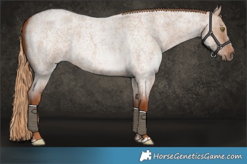 Horse Color:Red Dun Roan Rabicano 