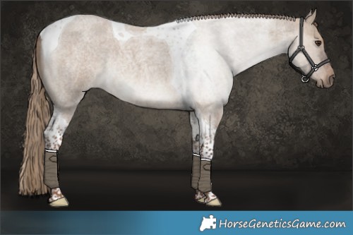 Horse Color:Liver Red Dun Roan Tobiano Rabicano 