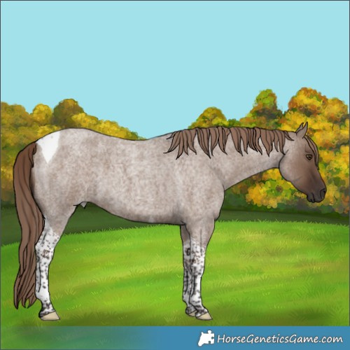 Horse Color:Liver Red Dun Roan Tobiano 