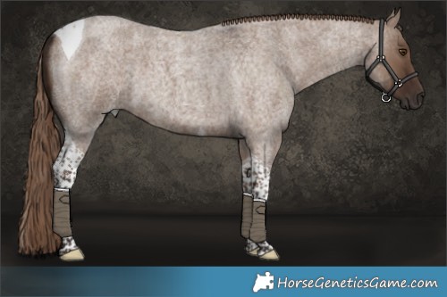 Horse Color:Liver Red Dun Roan Tobiano 