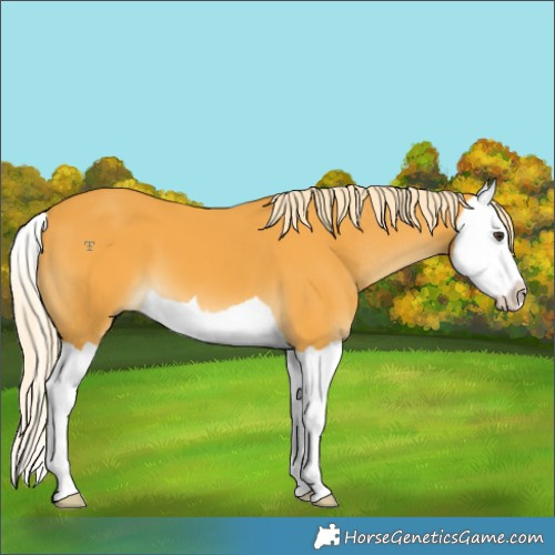 Horse Color:Palomino Splash 