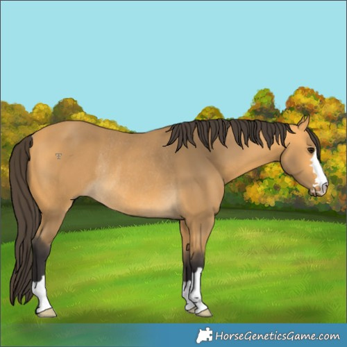 Horse Color:Buckskin Rabicano 