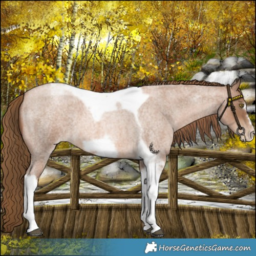 Horse Color:Liver Red Roan Pearl Tobiano Frame 