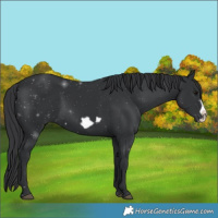 Horse Color:Black Frame 