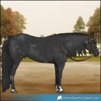 Horse Color:Black 