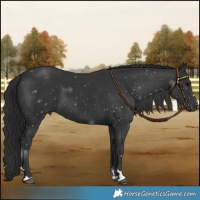 Horse Color:Black 