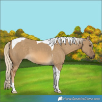 Horse Color:Chocolate Palomino Dun Tobiano