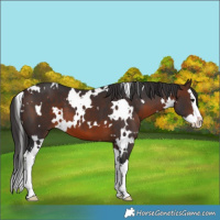 Horse Color:White Spotted Brown Splash 