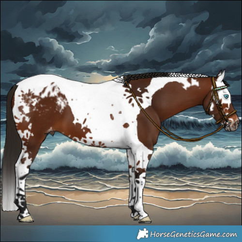 Horse Color:Gray Bay Splash Tobiano Varnish 