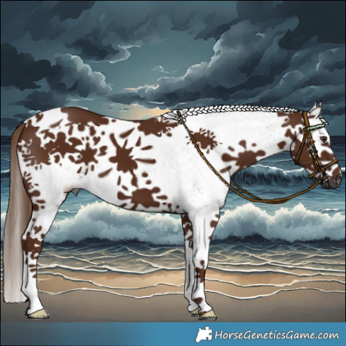 Horse Color:Gray White Spotted Chestnut 