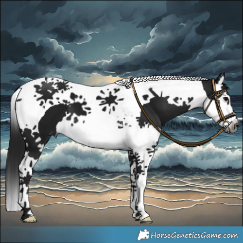Horse Color:Gray Black Splash Tobiano
